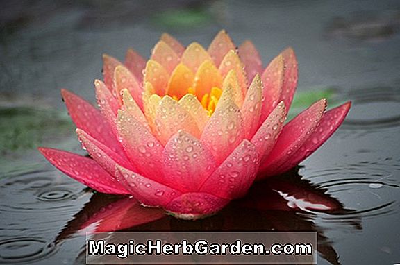 Nymphaea (Perrys Cactus Pink Hardy Water Lily)