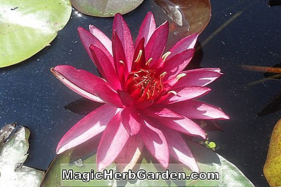 Nymphaea (Red Beauty Tropical Water Lily)