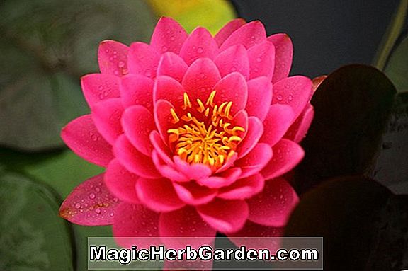 Nymphaea (Perrys Rich Rose Hardy Seerose)