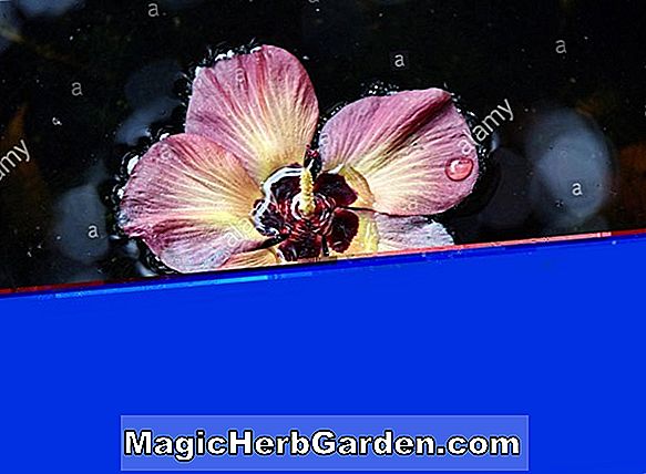 Nymphaea (Pink Platter Waterlily)