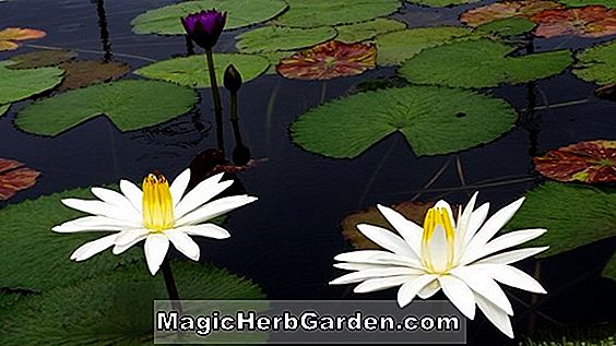 Nymphaea lotus var. gigantea (Gigantea)