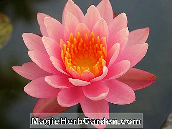 Nymphaea (Perry Stellar Red Hardy Water Lily)
