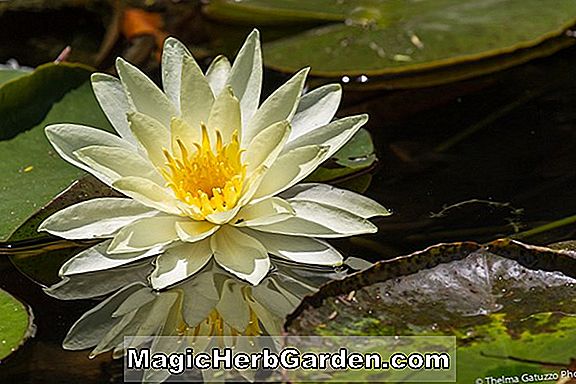 Nymphaea mexicana (Bananvand Lily)