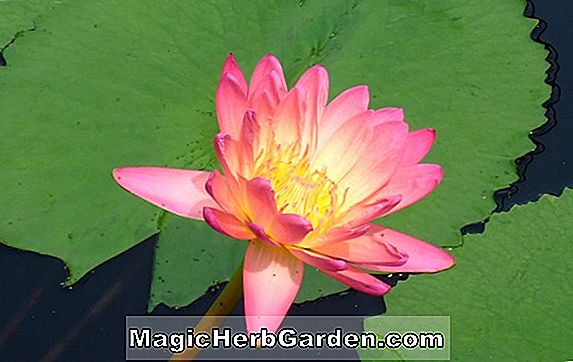 Nymphaea (Shirley Marie Tropical Water Lily)