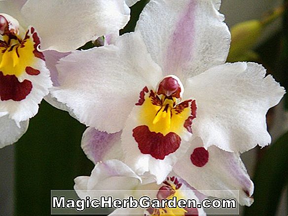 Odontioda (Mount Bingham Orchid)