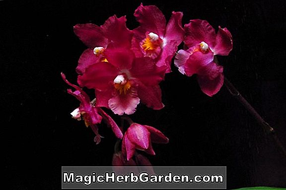 Planter: Odontoglossum cordatum (Odontoglossum Orchid)