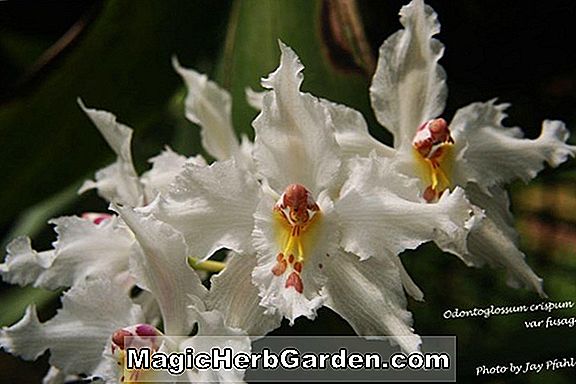 Oncidium crispum (Oncidium Orchid)