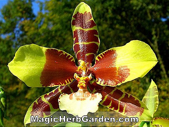 Rossioglossum grande (Tiger Orchid)