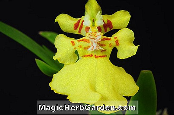 Oncidium pusillum (Oncidium Orchid)