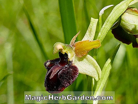 Ophrys aranifera (Spider Orchid)
