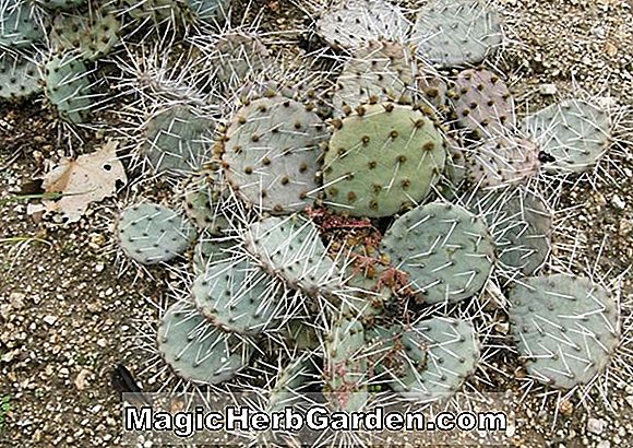 Opuntia borinquensis (Cabo Rojo Cactus)