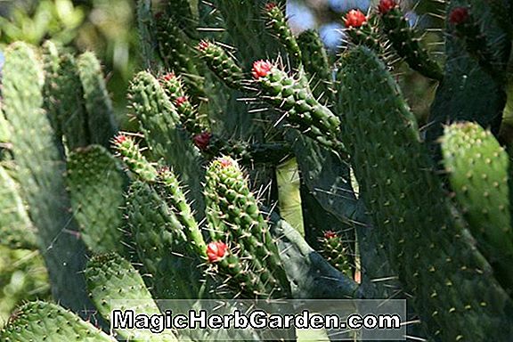 Opuntia corallicola (Cola Cactus)