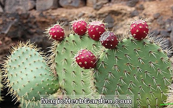 Pflanzen: Opuntia devaricatae (Devaricatae Kaktus)