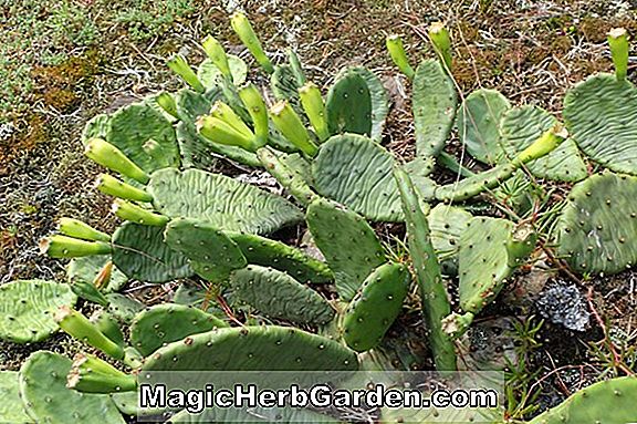 Opuntia peckii (Peckii Cactus)