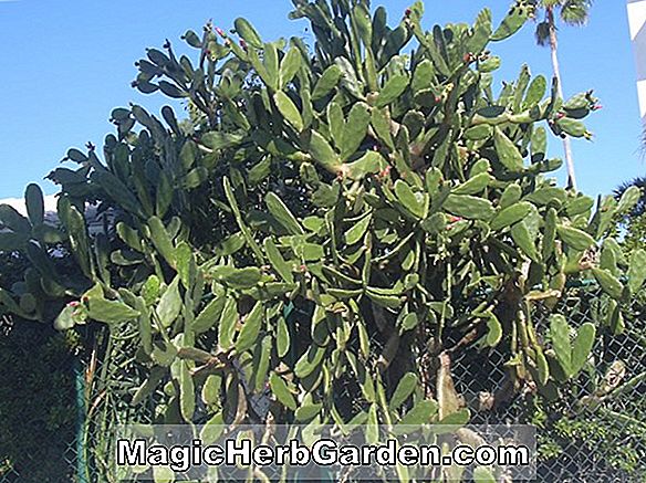 Opuntia decumbens (Decumbens Cactus)