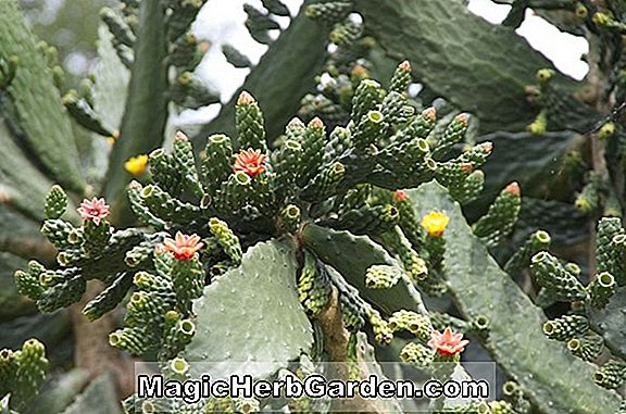 Plantes: Opuntia nashii (Nashii Cactus)