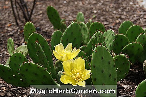 Opuntia pollardii (Pollardii Cactus)