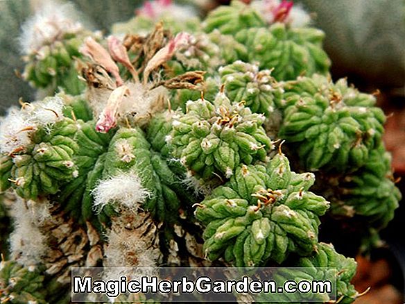 Opuntia ritteri (Ritteri Cactus)