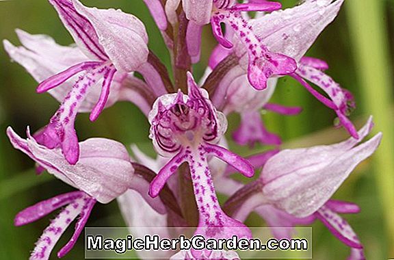 Pflanzen: Orchis maderensis (Gefleckte Orchidee)