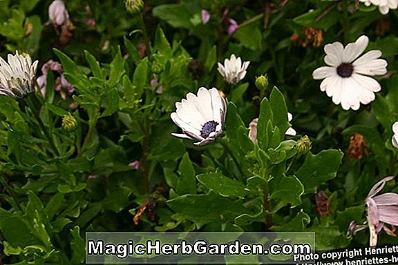 Osteospermum jucundum (Compact Blackthorn Osteospermum)