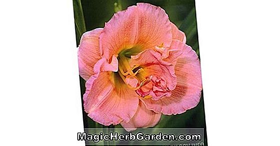 Paeonia hybrida (Pivoine Rosedale)