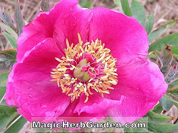 Paeonia lactiflora (Helen Sears Peony)