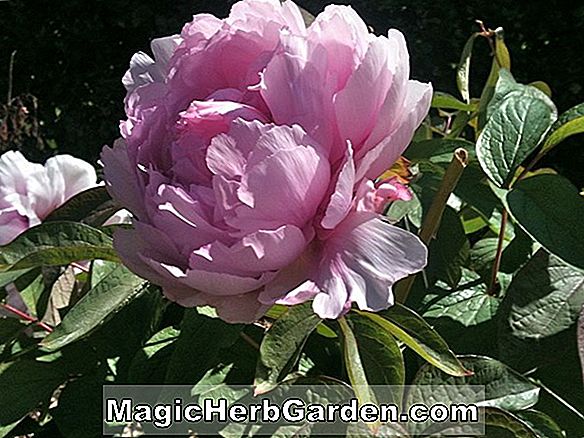 Planter: Paeonia lactiflora (Lilac Time Peony)