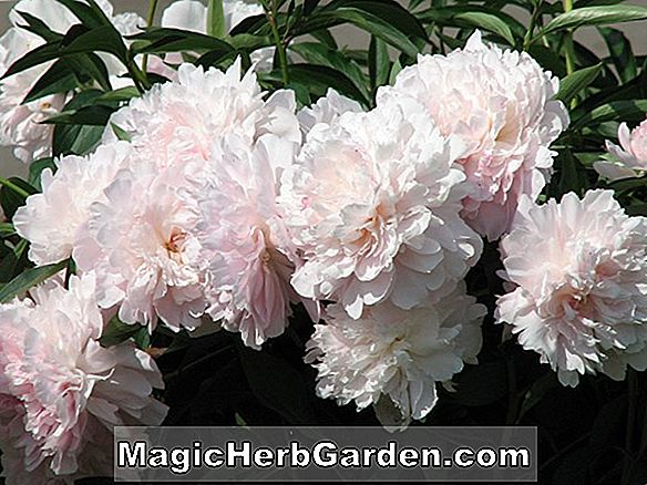 Plantes: Paeonia lactiflora (Mme Bryce Fontaine Pivoine)