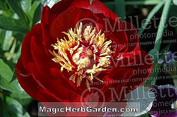 Paeonia lactiflora (Butter Bowl Peony)