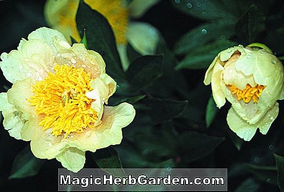 Paeonia lactiflora (Claire Dubois Peony)