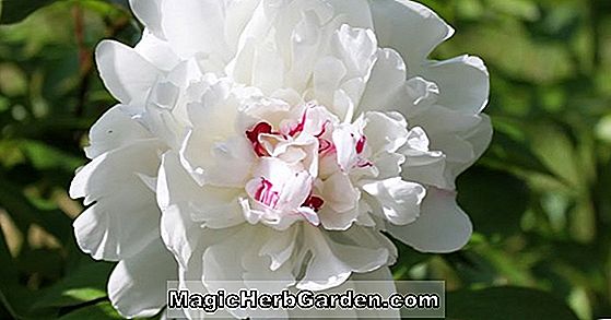 Paeonia lactiflora (Mary Marken Pfingstrose)
