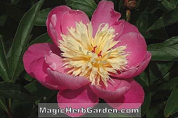 Planter: Paeonia lactiflora (Festiva Pixie Peony)