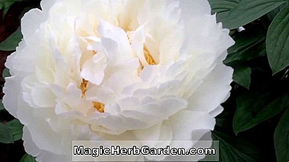 Paeonia lactiflora (Odile Peony)