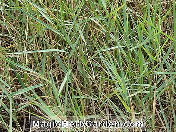 Plantes: Panicum repens (Torpedograss)