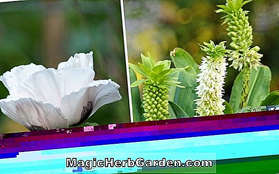 Papaver orientale (Pinnacle Poppy)