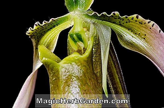 Paphiopedilum appletonianum (Slipper Orchid)