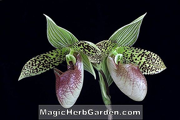 Paphiopedilum sukhakulii (Sukhakulii Orchid)