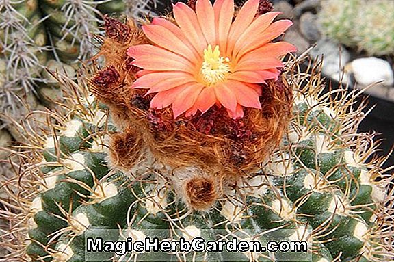 Parodia ocampoi (Ocampoi Cactus)