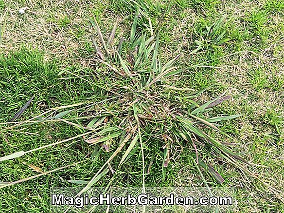 Plantes: Paspalum dilatatum (Dallisgrass)