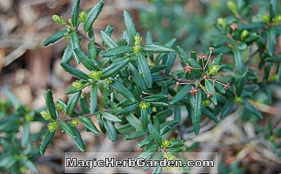 Paxistima myrtifolia (Oregon Boxwood)