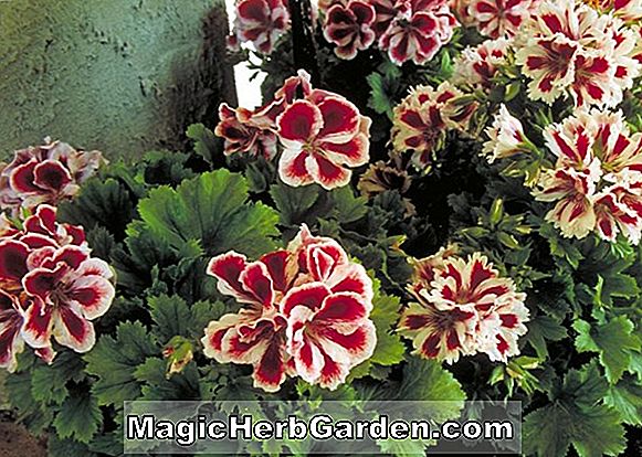 Pelargonium (Miss Wackles Geranium)