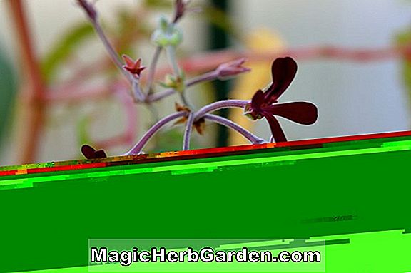 Plantes: Pelargonium (Ben Franklin Geranium)