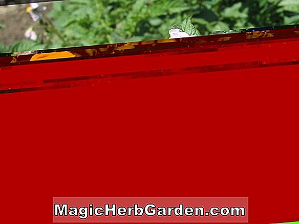 Pelargonium (Copthorne Geranium)