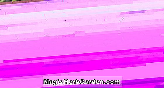Penstemon (Pershore Pink Halskette Penstemon) - #2