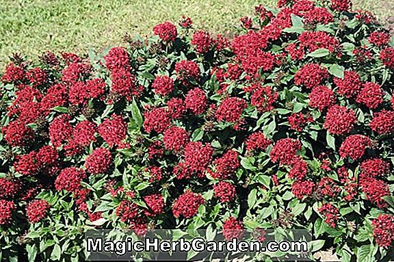 Planter: Pentas lanceolata (Ruby Glow Star Cluster)