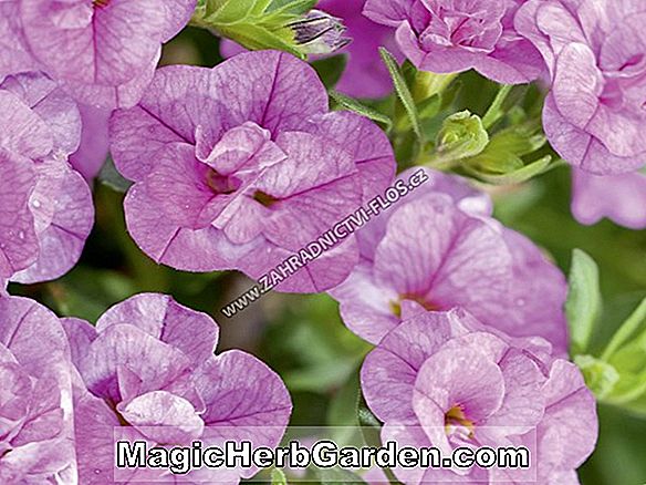 Petunia hybrida (Duo-serien Petunia)