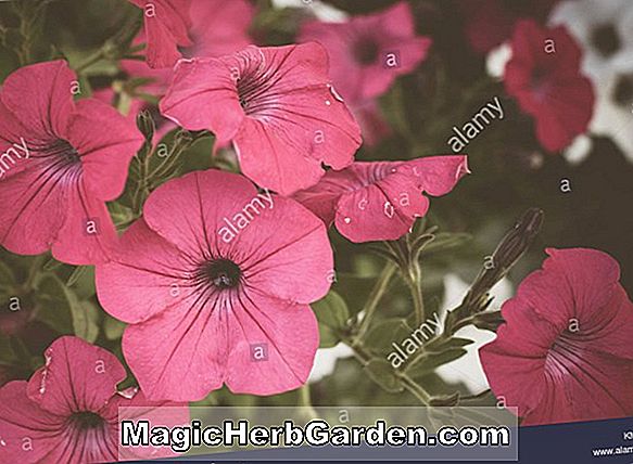 Petunia hybrida (Hula Hoop Series Petunia)