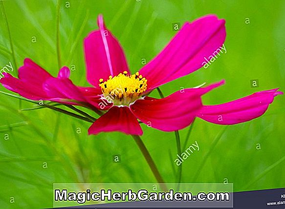 Petunia hybrida (Sonata Petunia)