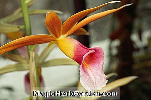 Phaius tankervilleae (Phaius Orchid)