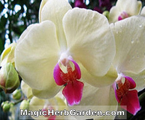 Phalaenopsis amabilis (Moth Orchid)